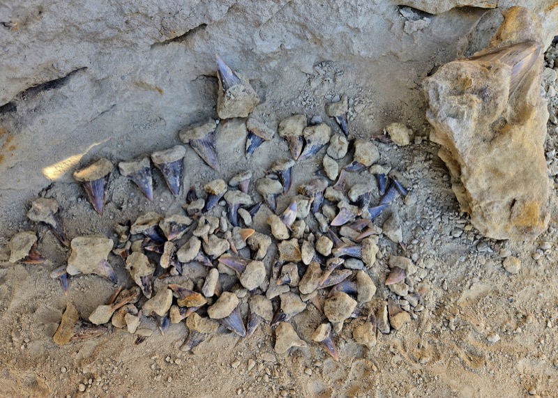 Joseph's Fossil Collection 1