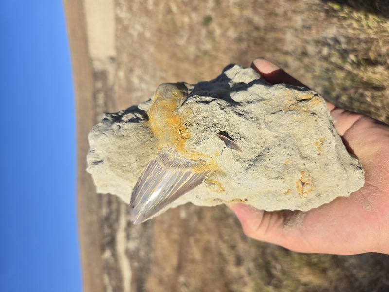 Joseph's Fossil Collection 2