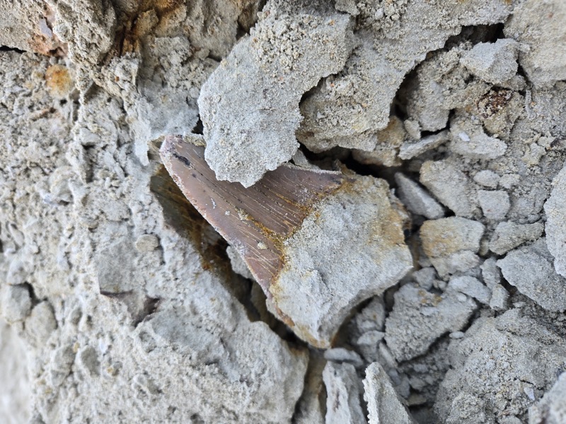 Joseph's Fossil Collection 3