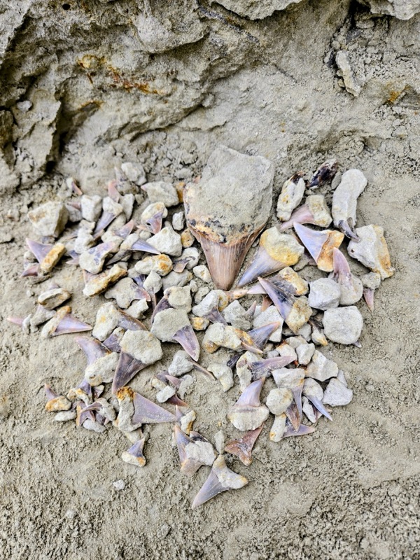 Joseph's Fossil Collection 6